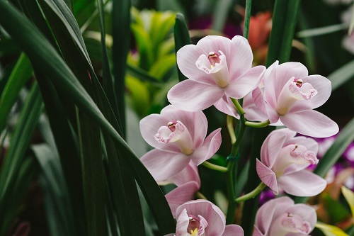 薄紫色の花が葉と一緒に移っている写真