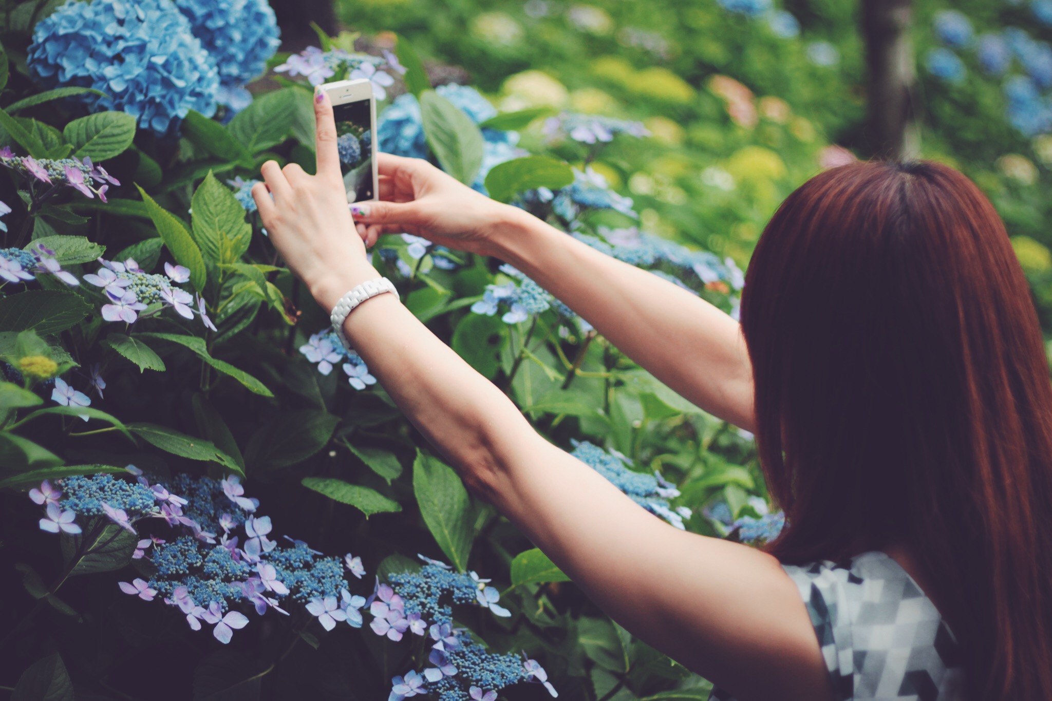 スマートフォンで紫陽花の写真を撮る女の子