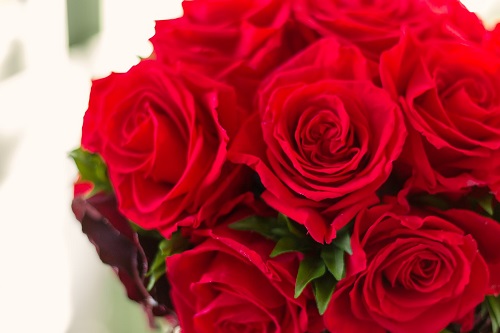 白い背景に真っ赤なバラの花束の写真
