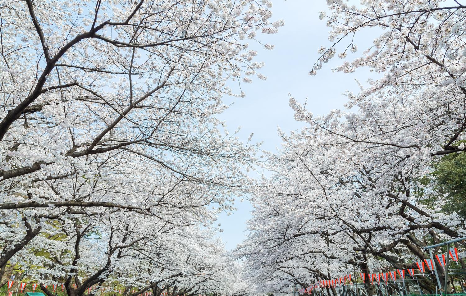 春は桜でお花見