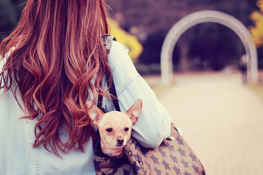 キャリーに入れられている可愛い犬と飼い主の女の子