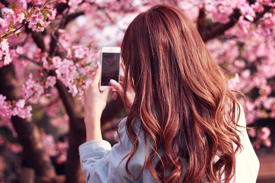 iPhoneで桜の写真を撮影する女の子