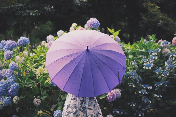 紫色の傘をさして紫陽花を見つめる女の子