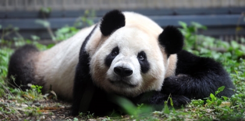 上野動物園　パンダ